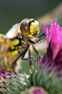 Quadrimaculata: Four-spotted Chaser Dragonfly - recently emerged