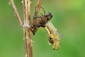 Quadrimaculata: Four-spotted Chaser hatching dragonfly nymph