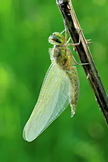 Quadrimaculata: Four-spotted Chaser hatching dragonfly nymph