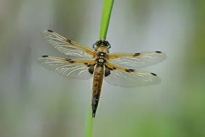 Chaser: Four-spotted chaser (Libellula quadrimaculata)