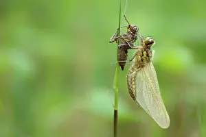 Chaser: Four-spotted Chaser (Libellula quadrimaculata)