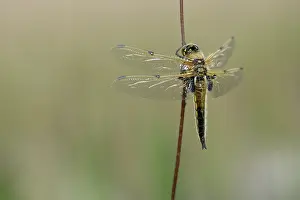 Chaser: Four-spotted Chaser (Libellula quadrimaculata)