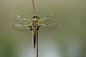 Chaser: Four-spotted Chaser (Libellula quadrimaculata)