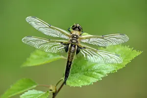 Chaser: Four-spotted Chaser (Libellula quadrimaculata)