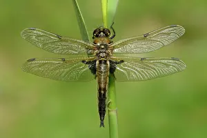 Chaser: Four-spotted Chaser (Libellula quadrimaculata)