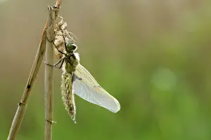 Chaser: Four-spotted Chaser (Libellula quadrimaculata)