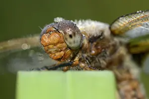 Chaser: Four-spotted chaser (Libellula quadrimaculata)