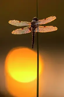 Chaser: Four-spotted chaser (Libellula quadrimaculata) on
