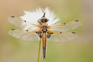 Cotton: Four-spotted chaser (Libellula quadrimaculata)
