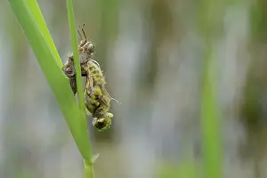 Emerging: Four-spotted chaser (Libellula quadrimaculata)
