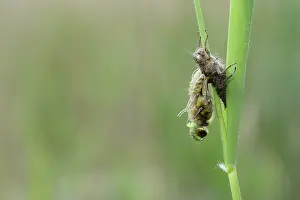 Emerging: Four-spotted chaser (Libellula quadrimaculata)