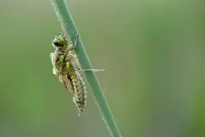 Pumping: Four-spotted chaser (Libellula quadrimaculata)