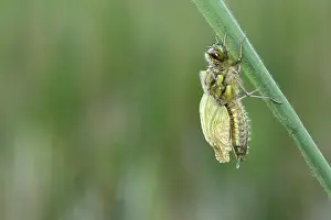 Pumping: Four-spotted chaser (Libellula quadrimaculata)