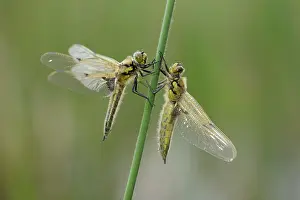 Chaser: Four-spotted chaser (Libellula quadrimaculata)