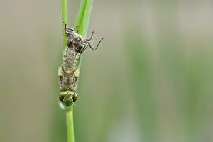 Emerging: Four-spotted chaser (Libellula quadrimaculata)