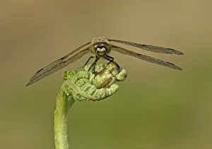 Sized: Four-spotted Chaser - male resting on Bracken - May