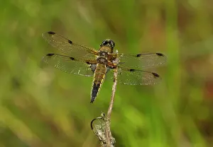 Bodied: Four-spotted Chaser - male resting on plant stem