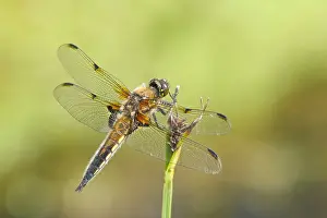 Chaser: Four-spotted Chaser - Norfolk UK