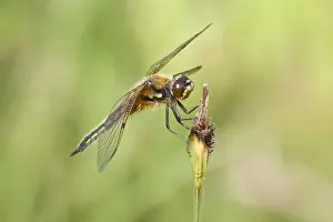 Chaser: Four-spotted Chaser - Norfolk UK