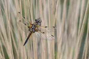 Dragonflies: Four-spotted dragonfly (Libellula quadrimaculata)