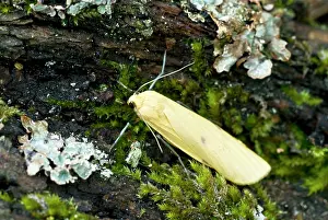 Quadra: Four-spotted Footman
