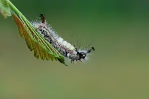 Quadra: Four-spotted Footman