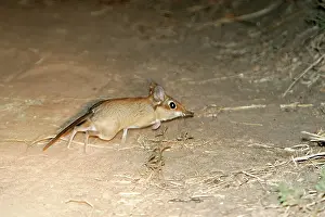 Shrews: Four-toed Elephant Shrew