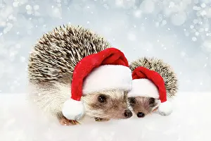 Captionabls: Four-toed Hedgehog or African Pygmy Hedgehog (Atelerix