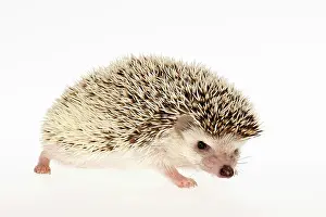 Sideview: Four-toed Hedgehog or African Pygmy Hedgehog (Atelerix