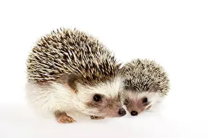 Pricks: Four-toed Hedgehog or African Pygmy Hedgehog (Atelerix