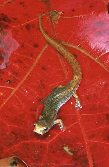 Plethodont: Four-toed Salamander