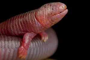 301020: Four-toed Worm Lizard (Bipes canaliculatus)