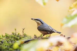 Angel: One fouraging Nuthatch (Sitta europaea) with a