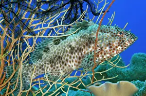 Misool: Foursaddle Grouper - Antichovy dive site, Misool