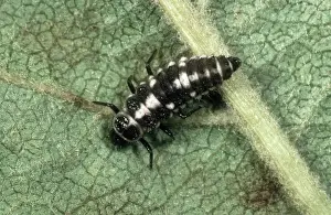 Beneficial: Fourteen-spot ladybird larva