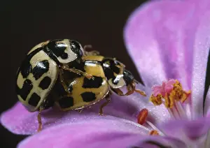 Propylea: Fourteen-spot Ladybird (Propylea quatuordecimpu