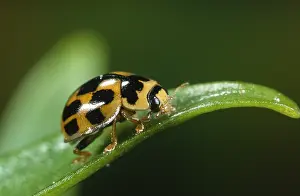 Propylea: Fourteen-spot Ladybird (Propylea quatuordecimpu