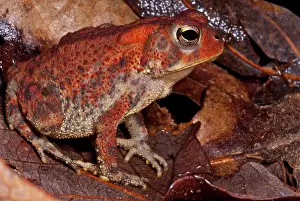 Anaxyrus: Fowler's Toad