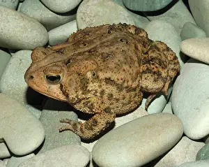 Anaxyrus: Fowler's Toad
