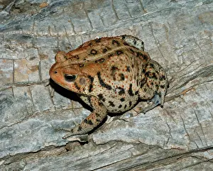 Anaxyrus: Fowler's Toad