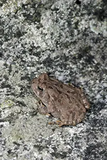 Fowleri: Fowler's toad, Bufo fowleri