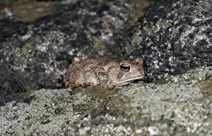 Fowleri: Fowler's toad, Bufo fowleri