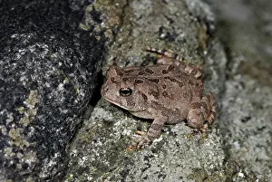Fowleri: Fowler's toad, Bufo fowleri