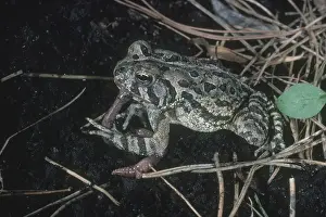 Anaxyrus: Fowler's Toad Eating Worm