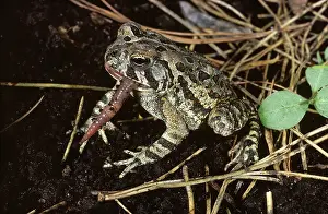 Anaxyrus: Fowler's Toad eats Earthworm