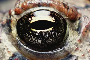 Fowleri: Fowler's Toad's eye
