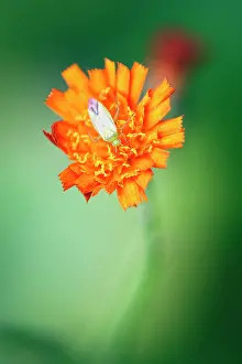 Aurantiaca: Fox-and-cubs