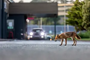 Tarmac: Fox - in Car Park - UK