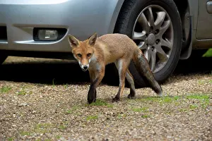 Investigating: FOX - cub investigating car (18 weeks)