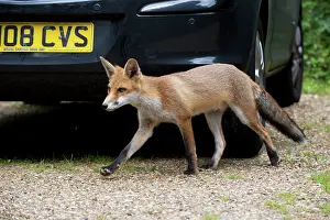 Investigating: FOX - cub investigating car (18 weeks)